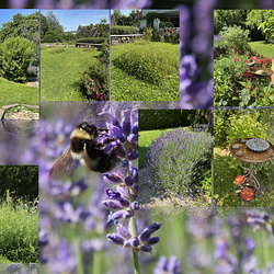 Bienenfreundlicher Garten
