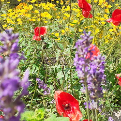 Bienenfreundlicher Garten